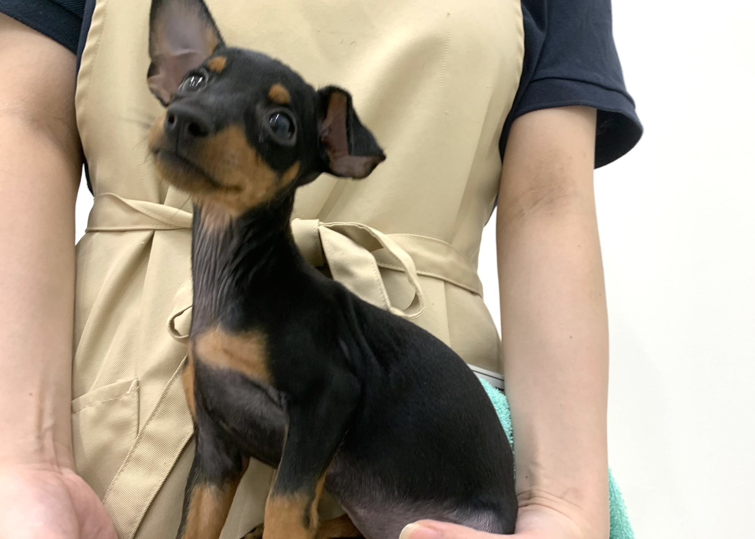 千葉県のトイ・マンチェスター (かねだい千葉店/2024年6月12日生まれ/女の子/ブラックタン)の子犬