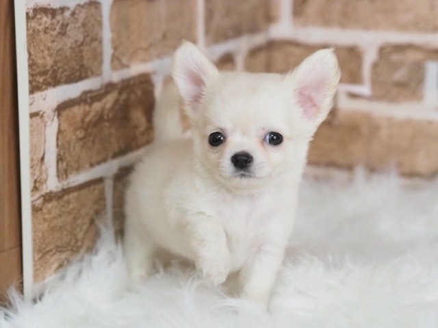 埼玉県のチワワ(ロング) (かねだい戸田店/2024年6月17日生まれ/男の子/クリーム)の子犬