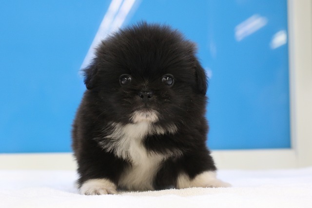 埼玉県のペキポメ (かねだい草加店/2024年6月17日生まれ/男の子/ブラックホワイト)の子犬