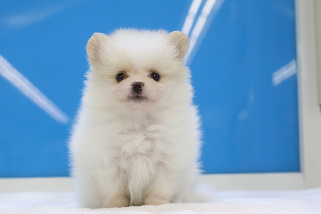 埼玉県のポメラニアン (かねだい草加店/2024年6月17日生まれ/女の子/ホワイトクリーム)の子犬