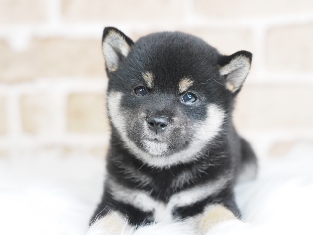 黒豆柴犬♂ （戸田店）豆柴犬　パパ　４.5kg ママ ４.0kg