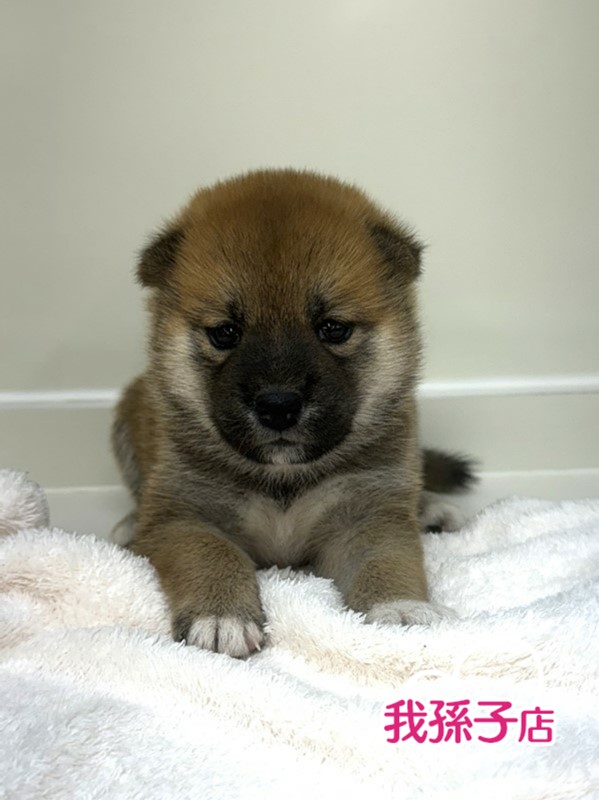 千葉県の柴犬(標準サイズ) (かねだい我孫子店/2024年6月15日生まれ/女の子/赤)の子犬