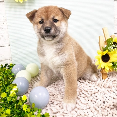 千葉県の柴犬(標準サイズ) (かねだい四街道店/2024年6月16日生まれ/女の子/赤)の子犬