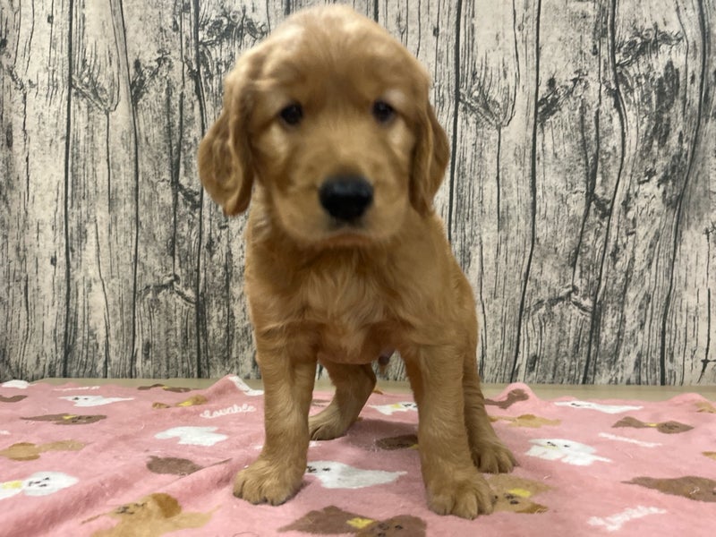 埼玉県のハーフ犬・ミックス犬 (かねだいアクアパーク店/2024年6月23日生まれ/男の子/レッド)の子犬