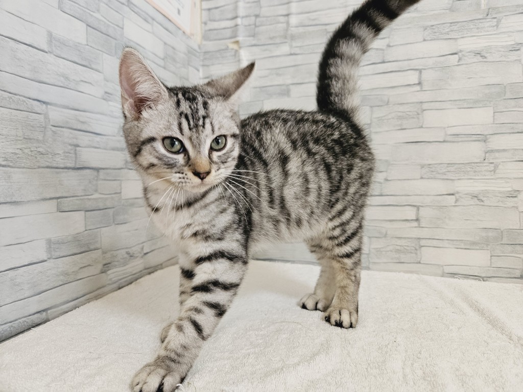 アメショーcatさん専用 価格の安いアメリカンショートヘア♂ / ペットショップ【かねだい】