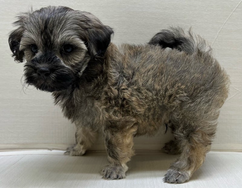 千葉県のハーフ犬・ミックス犬 (かねだい八千代店/2024年6月22日生まれ/男の子/その他色)の子犬