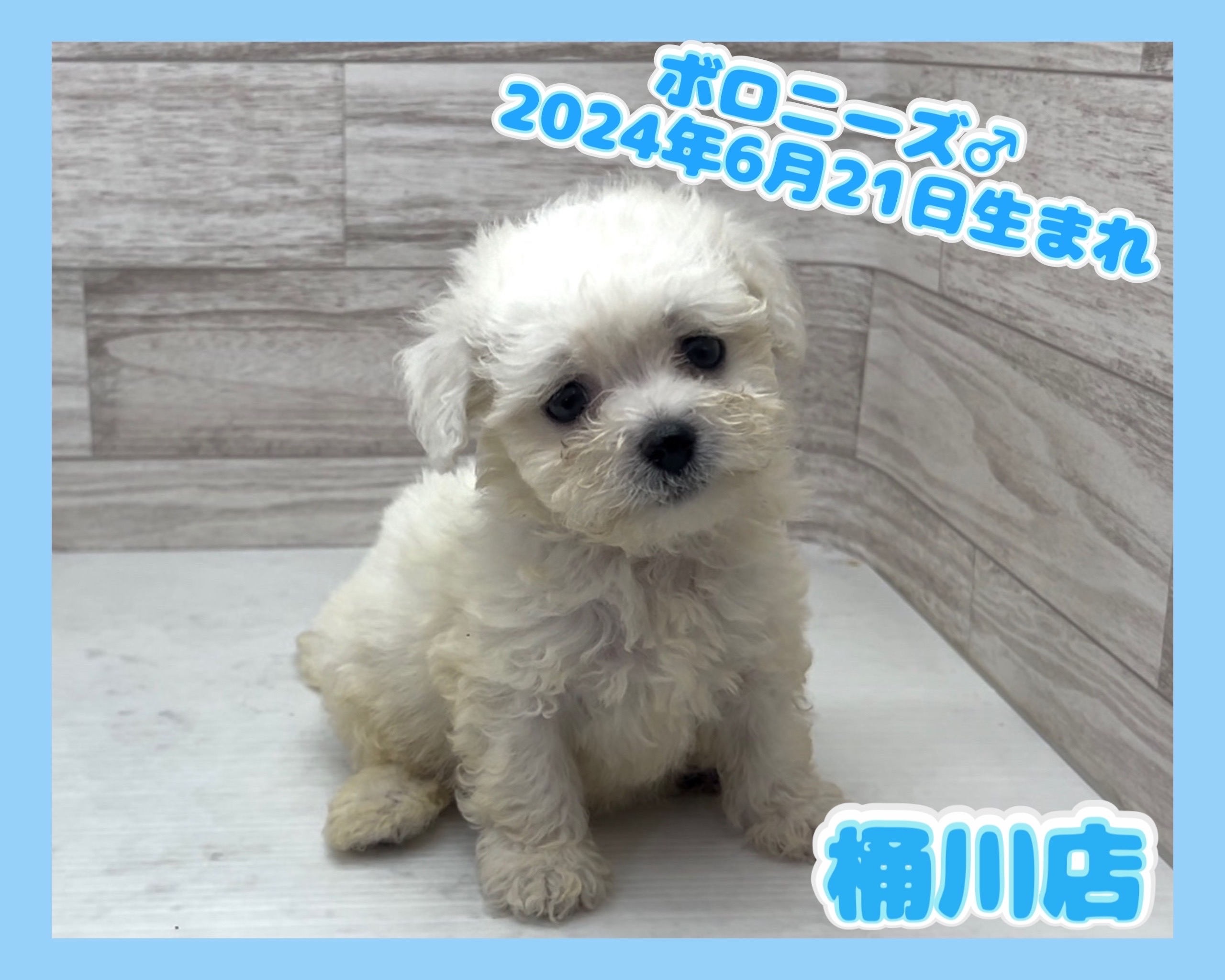 埼玉県のボロニーズ (かねだい桶川店/2024年6月21日生まれ/男の子/ホワイト)の子犬