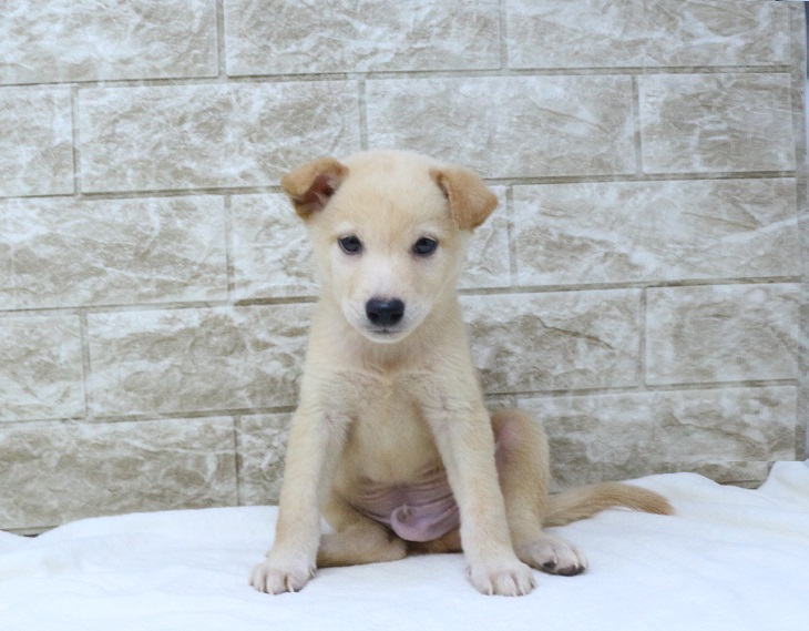 神奈川県の柴犬(標準サイズ) (かねだい伊勢原店/2024年6月22日生まれ/男の子/白)の子犬