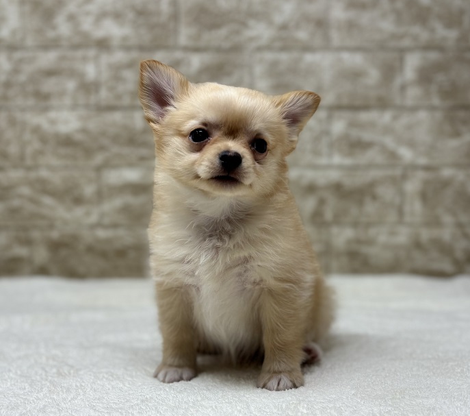 神奈川県のチワワ(ロング) (かねだい伊勢原店/2024年6月27日生まれ/男の子/クリーム)の子犬