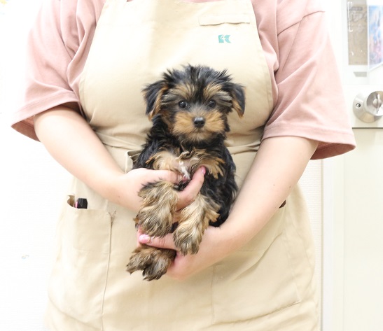 MATILDA Ame life トレーナー ホワイト ヨークシャテリア　犬 MATILDA Ame life トレーナー ホワイト ヨークシャテリア 犬