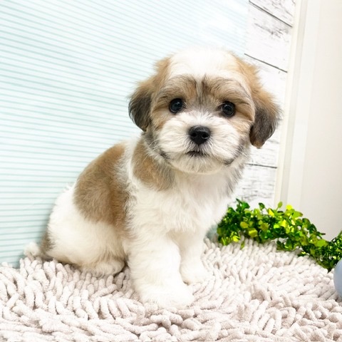 千葉県のハーフ犬・ミックス犬 (かねだい四街道店/2024年6月29日生まれ/男の子/その他色)の子犬