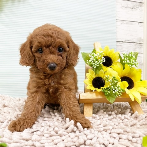 千葉県のトイプードル(トイ) (かねだい四街道店/2024年6月29日生まれ/女の子/レッド)の子犬