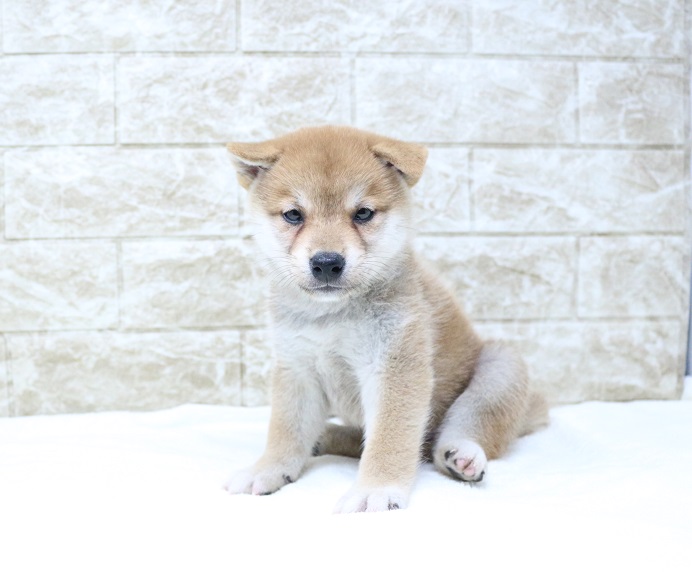 神奈川県の柴犬(標準サイズ) (かねだい伊勢原店/2024年6月28日生まれ/男の子/赤)の子犬