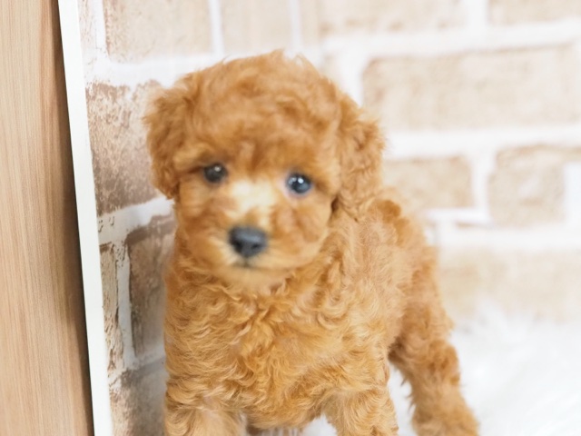 埼玉県のトイプードル(トイ) (かねだい戸田店/2024年6月20日生まれ/女の子/レッド)の子犬