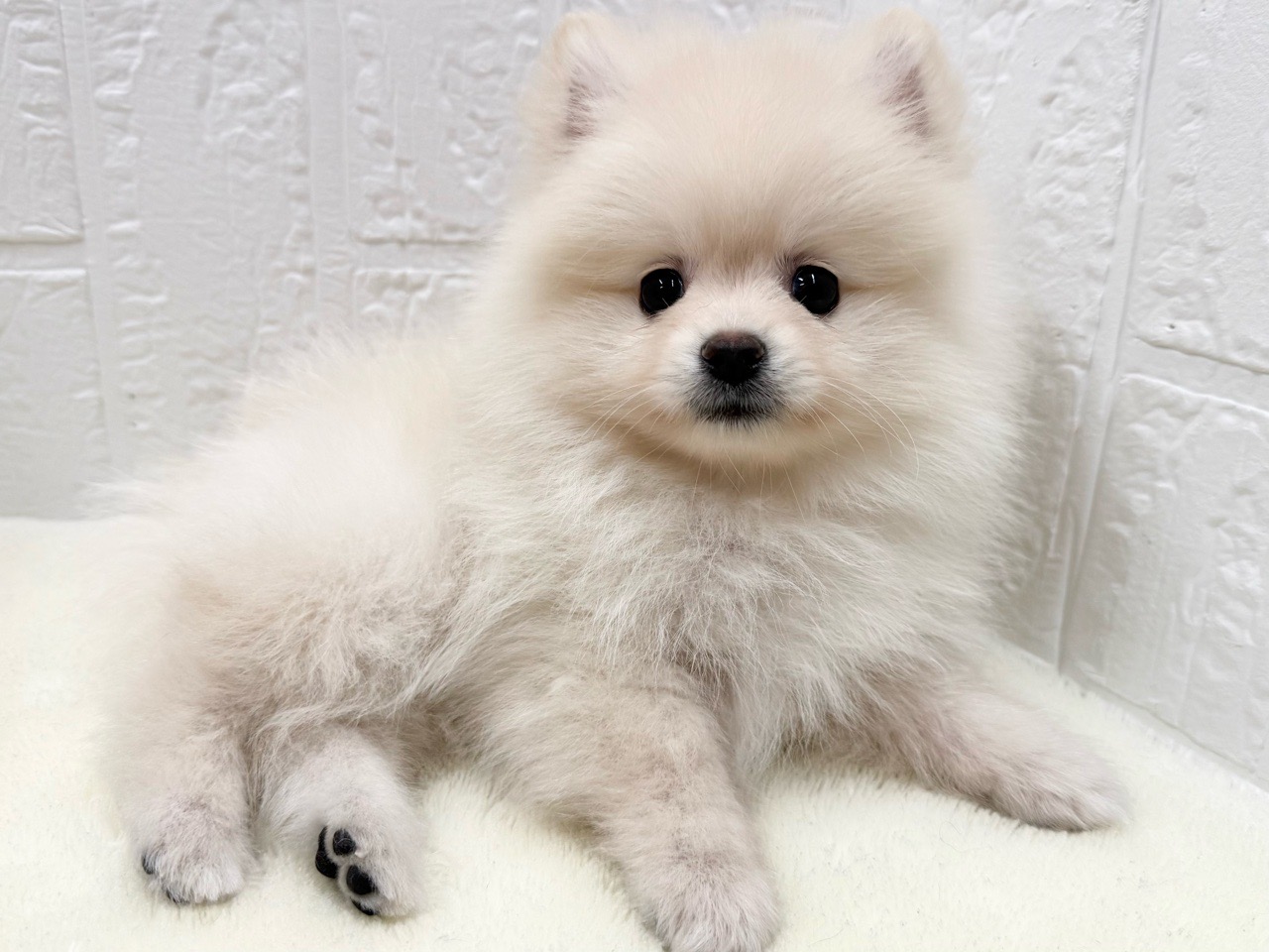 価格の安いポメラニアン♂【動画あり】 / ペットショップ