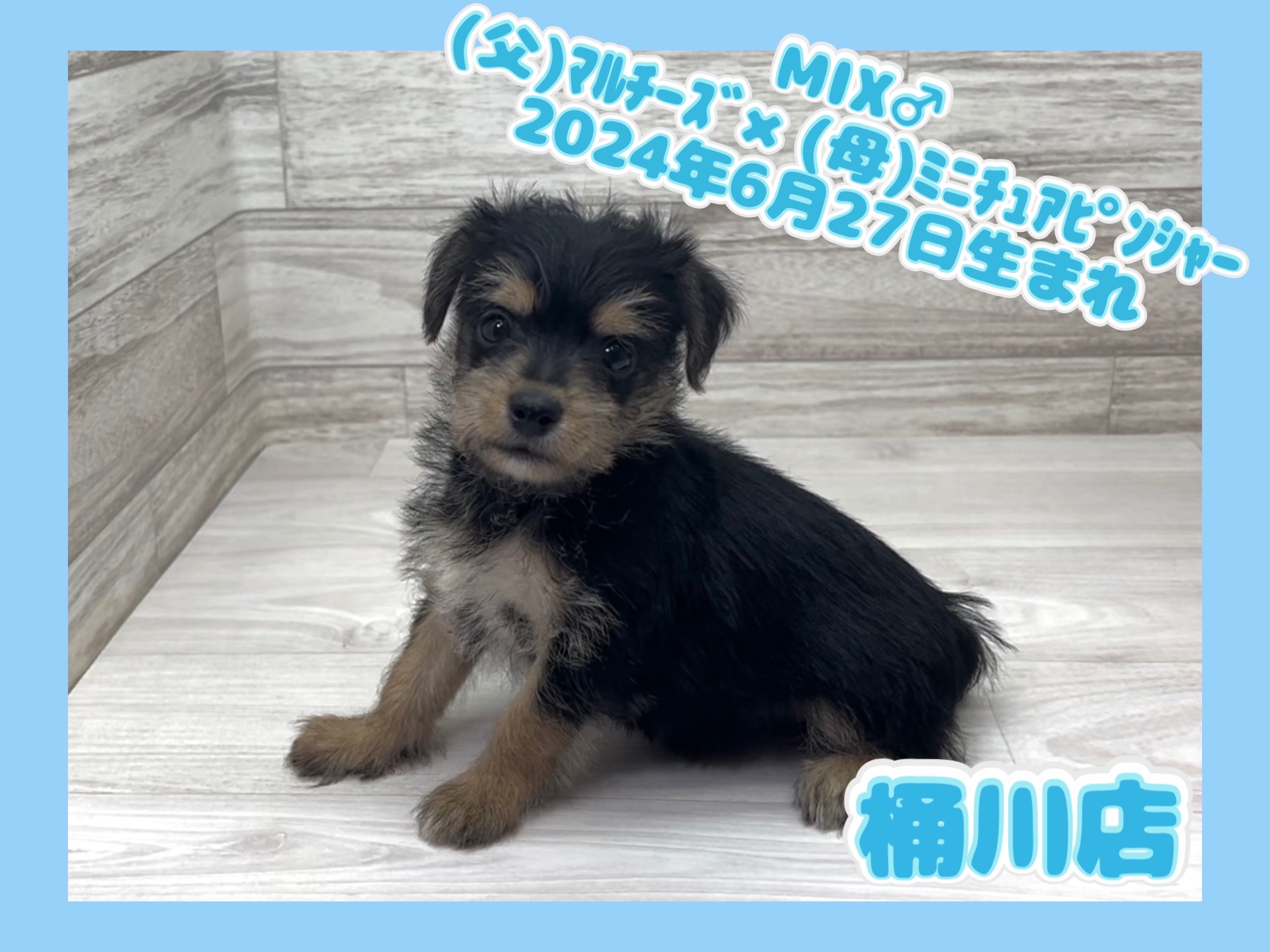 埼玉県のハーフ犬・ミックス犬 (かねだい桶川店/2024年6月27日生まれ/男の子/その他色)の子犬