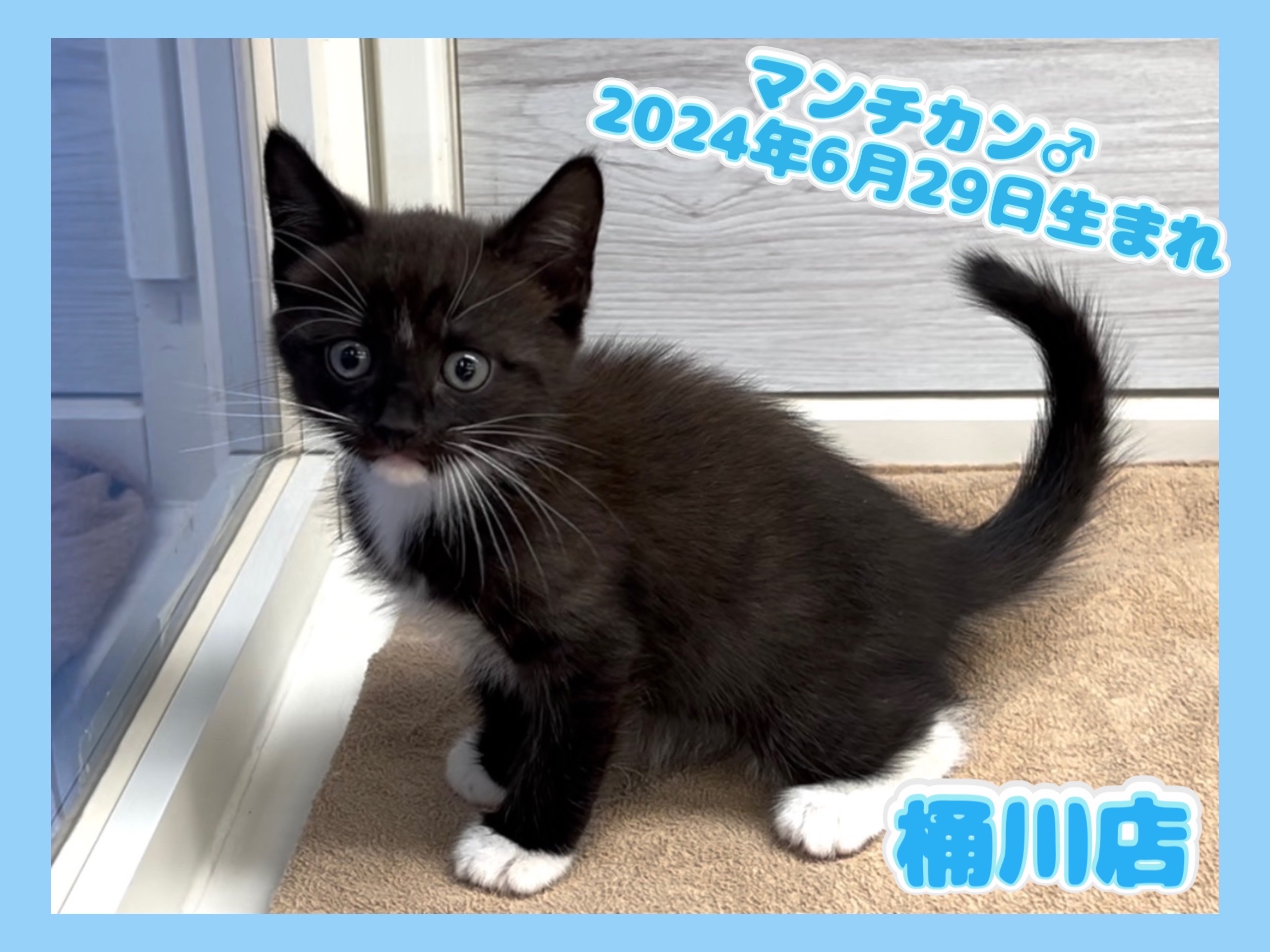 埼玉県のマンチカン (かねだい桶川店/2024年6月29日生まれ/男の子/ブラックホワイト)の子猫