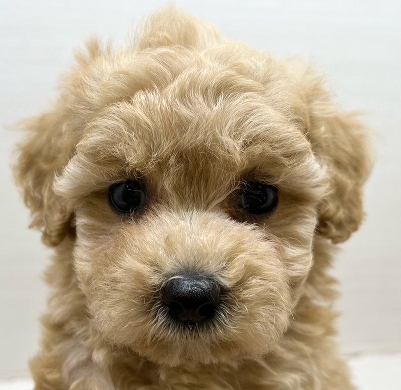 価格の安いMIX犬 ♂ (父）マルチーズ×（母）トイプードル 八千代