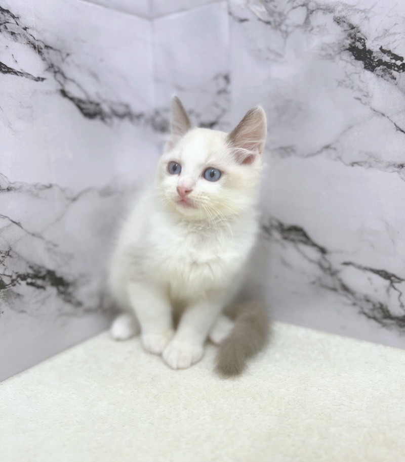 新品　伊太利屋　透け感ある涼しげトップスラインストーン猫 新品 伊太利屋 透け感ある涼しげトップスラインストーン猫