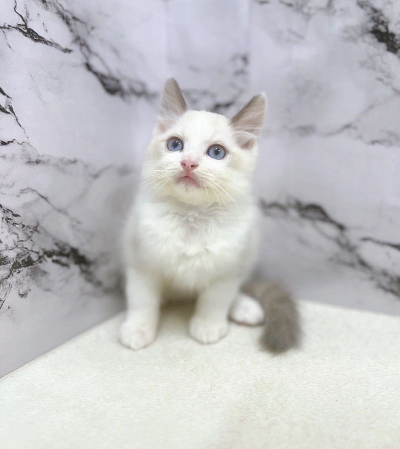 ねこ 猫 首輪 にゃんカラー ミヌ セーラーシュシュ ペッツルート