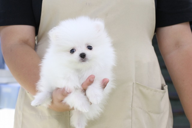 埼玉県のポメラニアン (かねだい草加店/2024年7月5日生まれ/男の子/ホワイト)の子犬