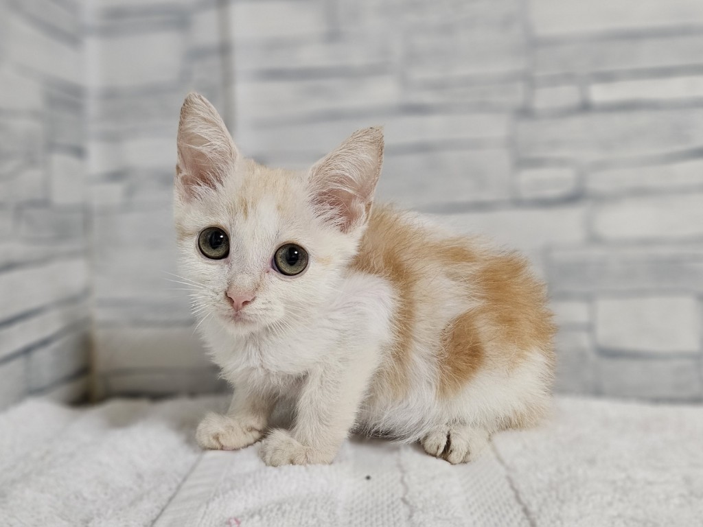みーねこ ねこ肯定感 Lサイズ まぐろ | ハンプティーダンプティー公式