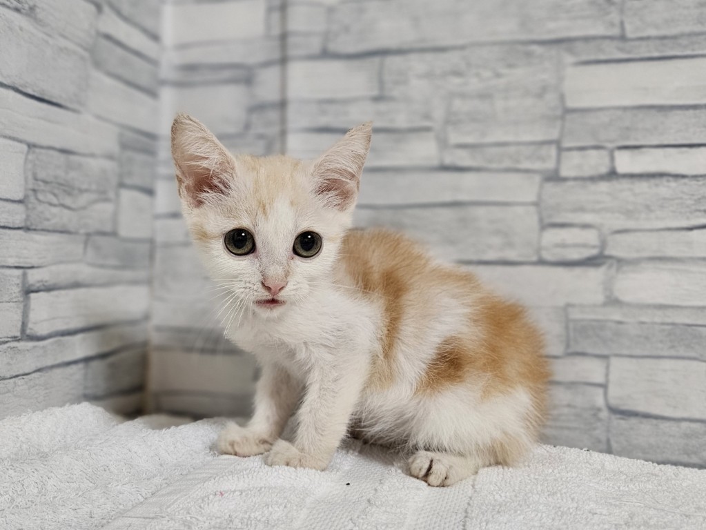 猫千代　0418 楽天市場】猫柄 がま口財布 ミニ財布 コンパクト aoneco