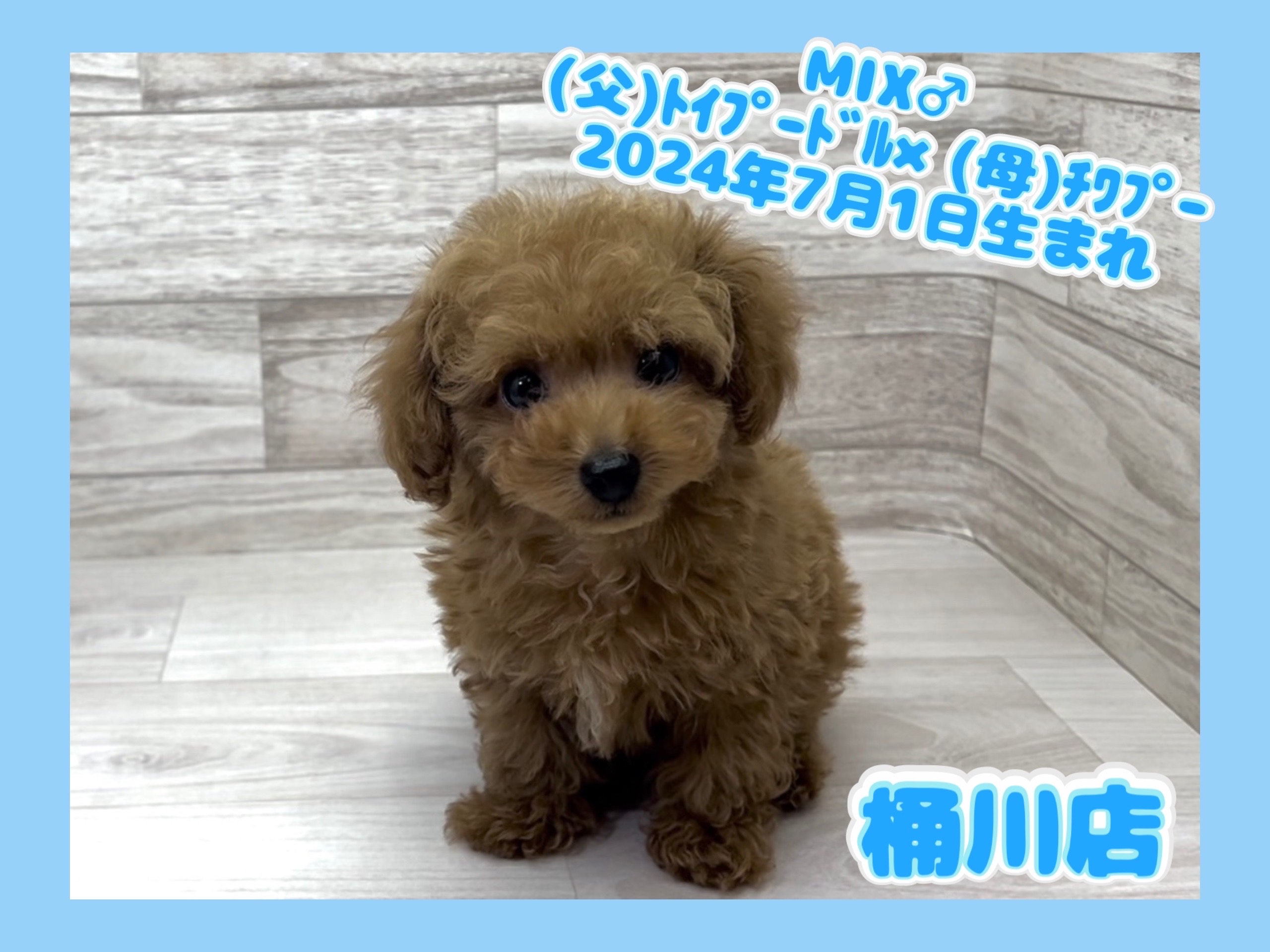 埼玉県のハーフ犬・ミックス犬 (かねだい桶川店/2024年7月1日生まれ/男の子/その他色)の子犬