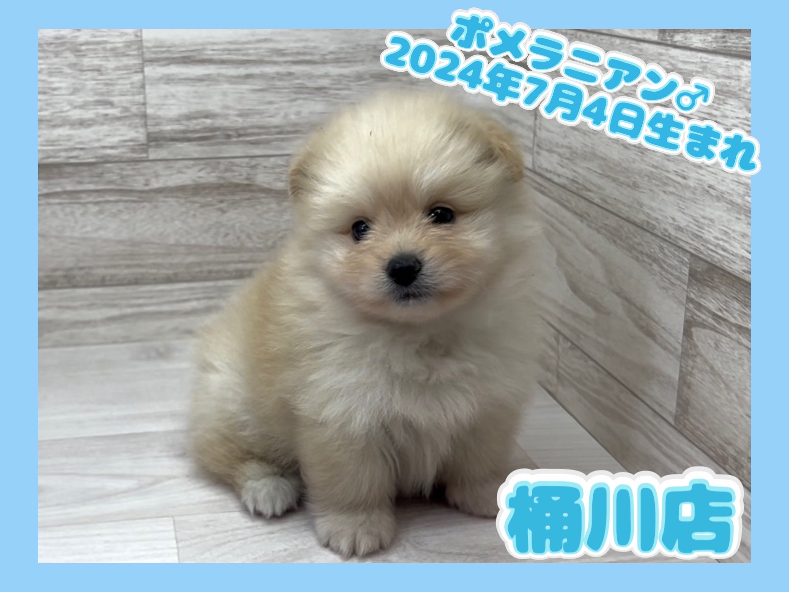 埼玉県のポメラニアン (かねだい桶川店/2024年7月4日生まれ/男の子/クリーム)の子犬