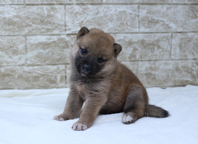 神奈川県の柴犬(標準サイズ) (かねだい伊勢原店/2024年7月7日生まれ/男の子/赤)の子犬