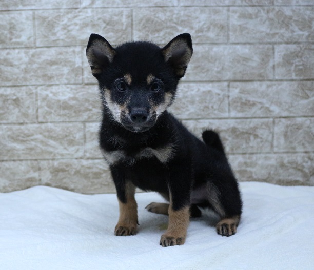 神奈川県の柴犬(標準サイズ) (かねだい伊勢原店/2024年7月5日生まれ/男の子/黒)の子犬