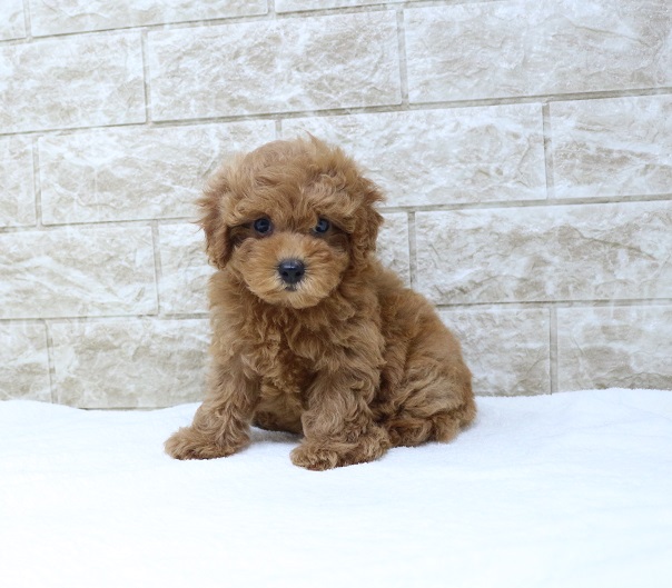 神奈川県のトイプードル(トイ) (かねだい伊勢原店/2024年7月7日生まれ/女の子/レッド)の子犬