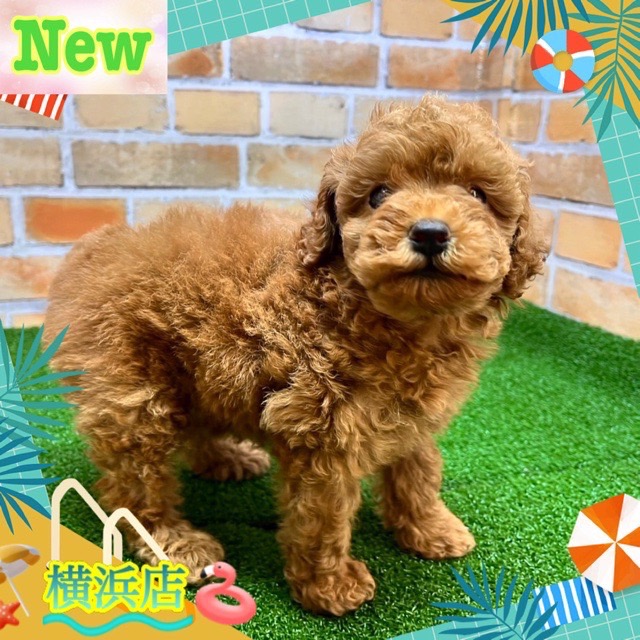 神奈川県のトイプードル(トイ) (かねだい横浜店/2024年7月6日生まれ/女の子/レッド)の子犬