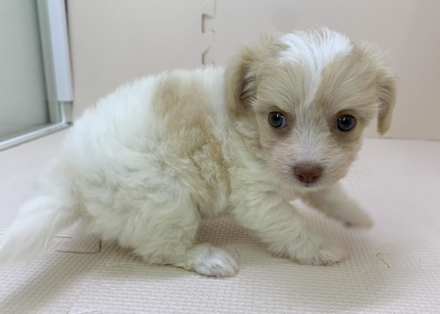 千葉県のハーフ犬・ミックス犬 (かねだい千葉店/2024年7月6日生まれ/女の子/クリームホワイト)の子犬