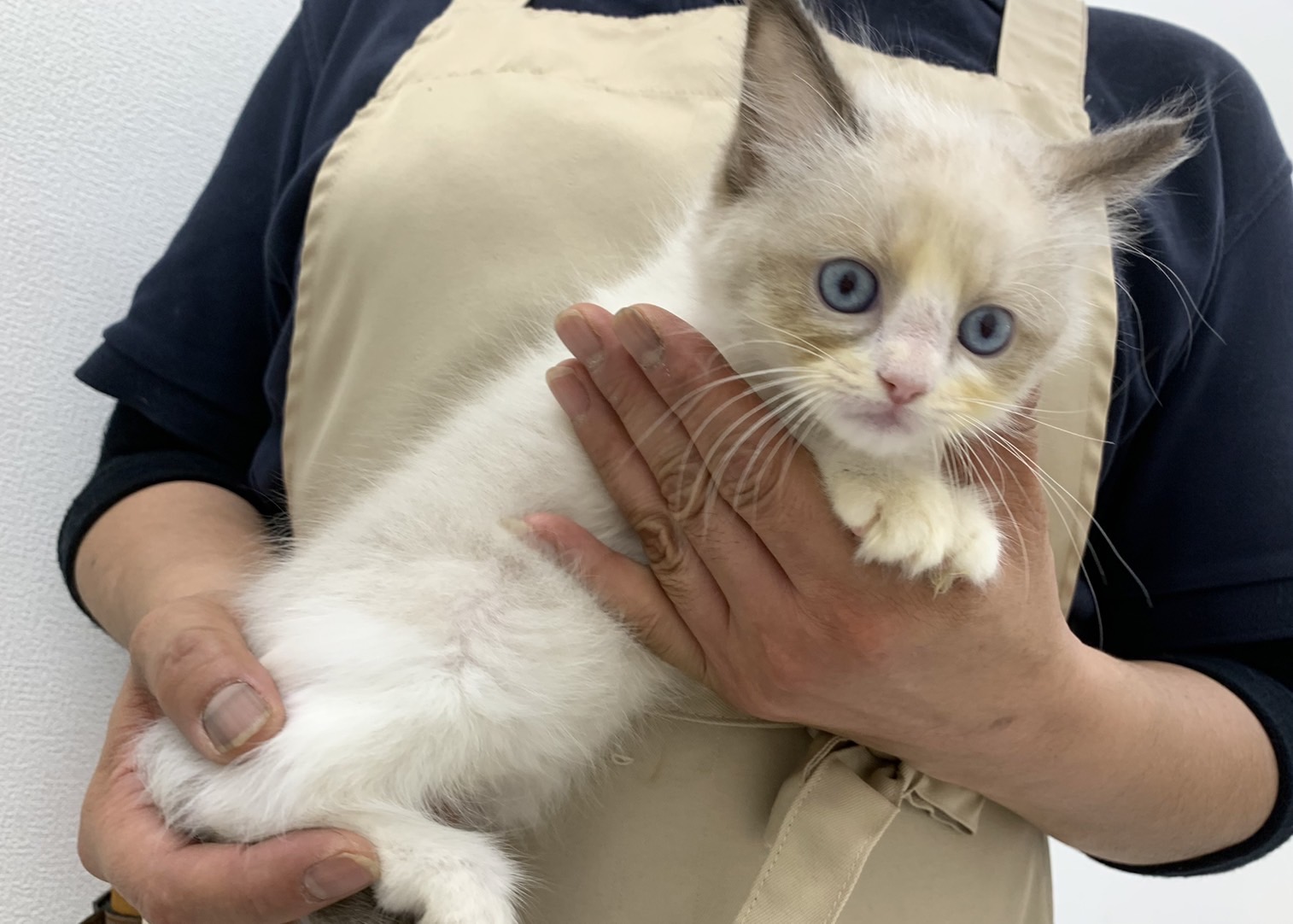 千葉県のラグドール (かねだい千葉店/2024年7月5日生まれ/女の子/シールポイントバイカラー)の子猫