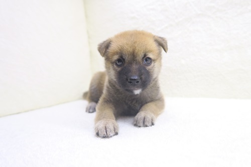 神奈川県の柴犬(標準サイズ) (かねだい海老名店/2024年7月7日生まれ/女の子/赤)の子犬