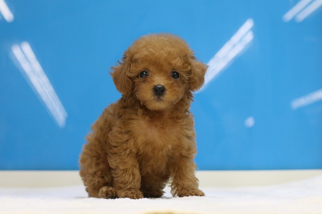 埼玉県のトイプードル(トイ) (かねだい草加店/2024年7月1日生まれ/男の子/アプリコット)の子犬