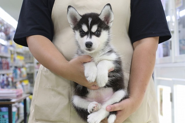 埼玉県のシベリアンハスキー (かねだい草加店/2024年7月9日生まれ/女の子/ブラックホワイト)の子犬