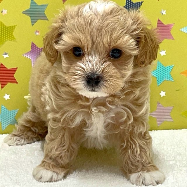 トイプー 価格の安いMIX犬（父：トイプードル 母：マルチーズ