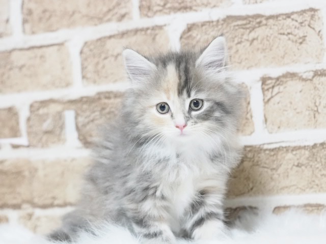 正規品♡ベビモコCAT上下セット♡オフホワイト　サイベリアン ジェラートピケ ベビモコCATジャガード上下セット オフホワイト