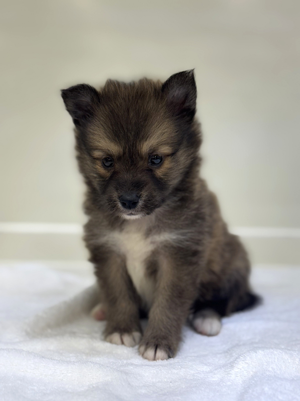 愛犬 ankoわんこシリーズ　ポメラニアン　シェルティ　ダックス　犬　dog 愛犬 ankoわんこシリーズ ポメラニアン シェルティ ダックス 犬 dog