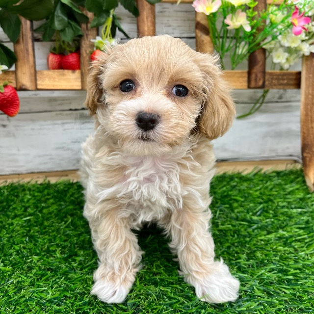 価格の安い♥犬MIX（マルチーズ×トイプードル） ♂【新入舎の子