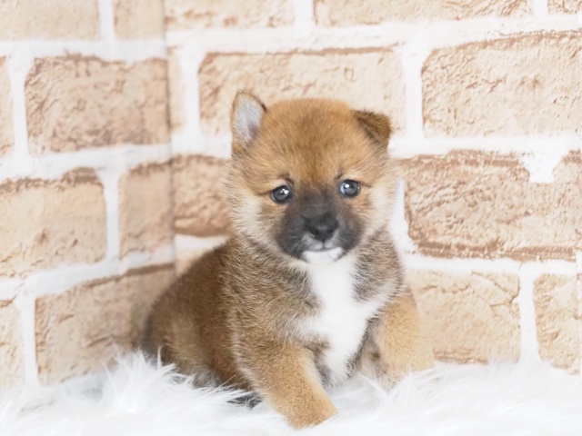 埼玉県の豆柴×柴犬 (かねだい戸田店/2024年7月14日生まれ/女の子/赤)の子犬