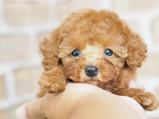 埼玉県のトイプードル(トイ) (かねだい戸田店/2024年7月12日生まれ/女の子/レッド)の子犬