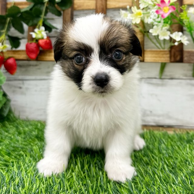 埼玉県のパピヨン (かねだい所沢店/2024年7月14日生まれ/男の子/ホワイトブラウン)の子犬