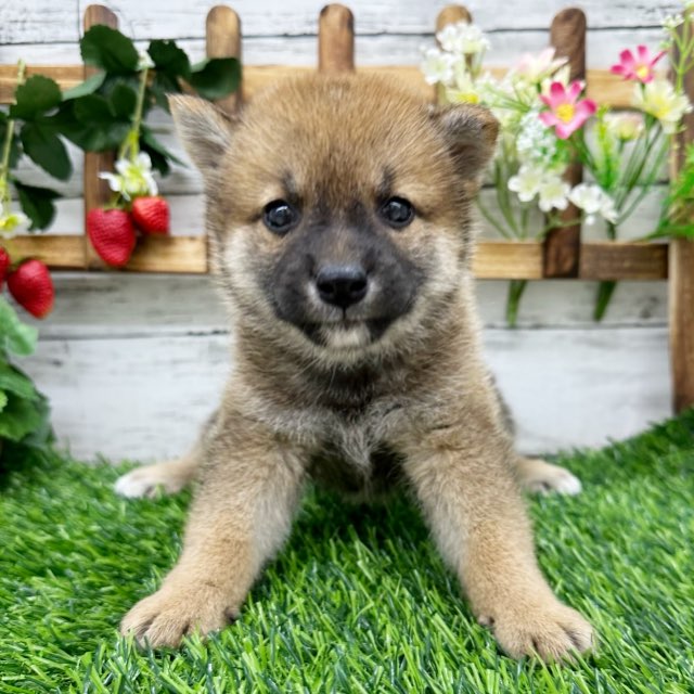 埼玉県の柴犬(標準サイズ) (かねだい所沢店/2024年7月12日生まれ/女の子/赤)の子犬