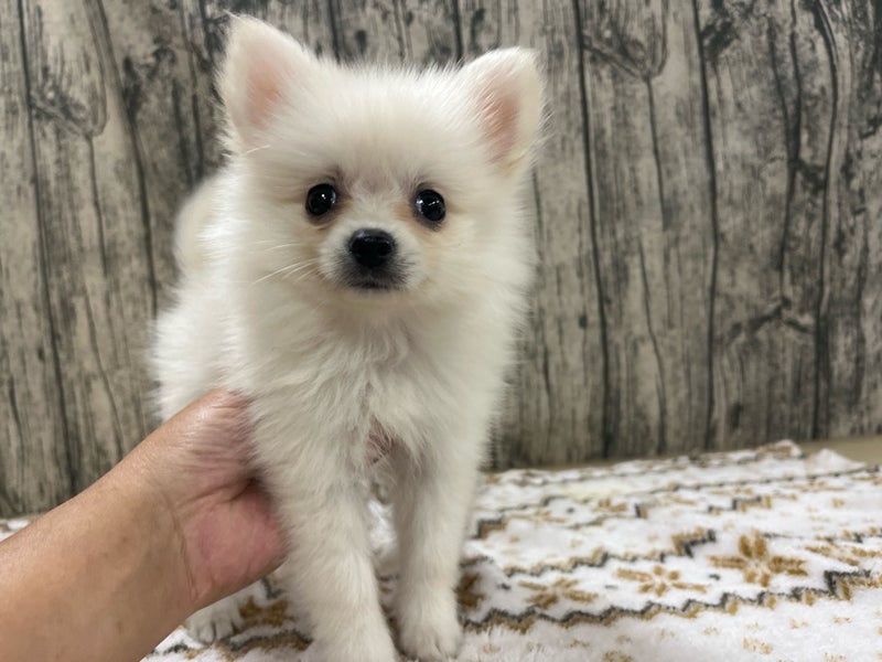 埼玉県のポメラニアン (かねだいアクアパーク店/2024年7月9日生まれ/男の子/クリーム)の子犬