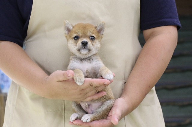 埼玉県の豆柴 (かねだい草加店/2024年7月12日生まれ/男の子/赤)の子犬