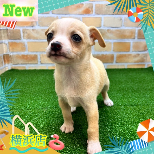 神奈川県のハーフ犬・ミックス犬 (かねだい横浜店/2024年7月13日生まれ/女の子/フォーンホワイト)の子犬