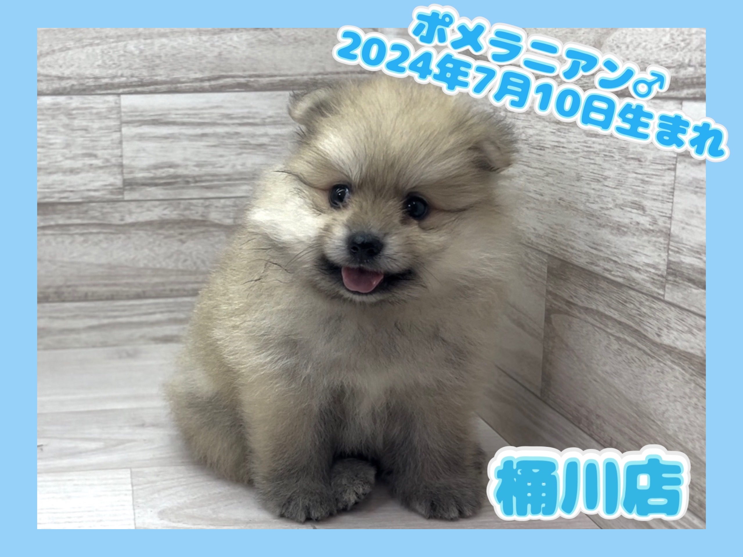 埼玉県のポメラニアン (かねだい桶川店/2024年7月10日生まれ/男の子/オレンジ)の子犬